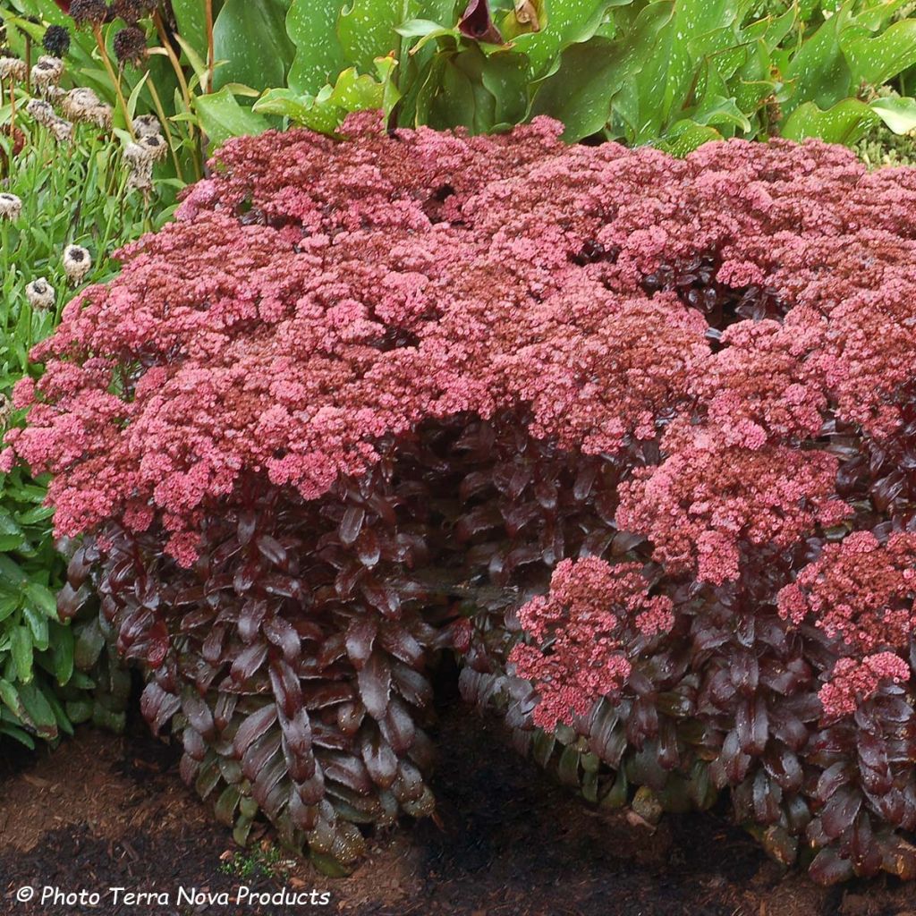 Sedum telephium Dark Magic