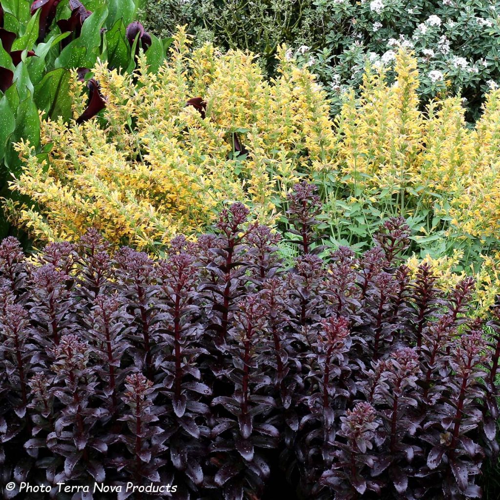 Sedum telephium Dark Magic