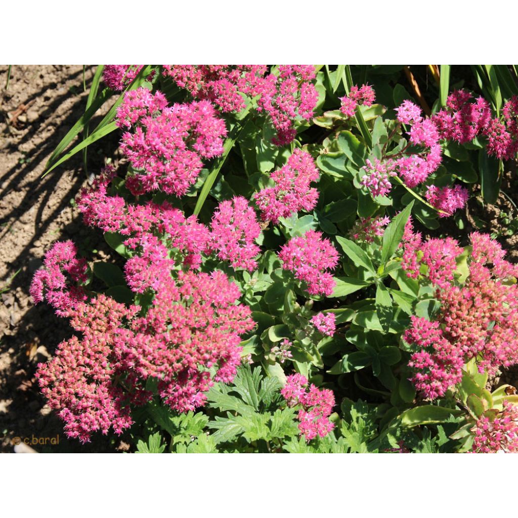 Sedum spectabile Carl - Borracina