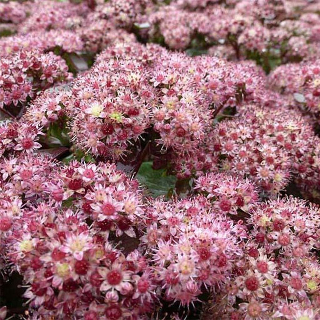 Sedum Strawberry and Cream