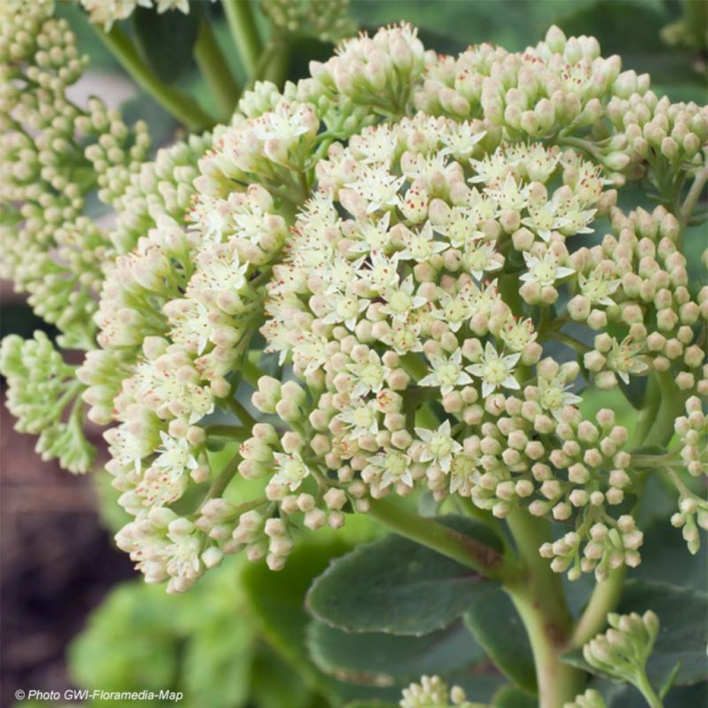 Sedum Sunkissed