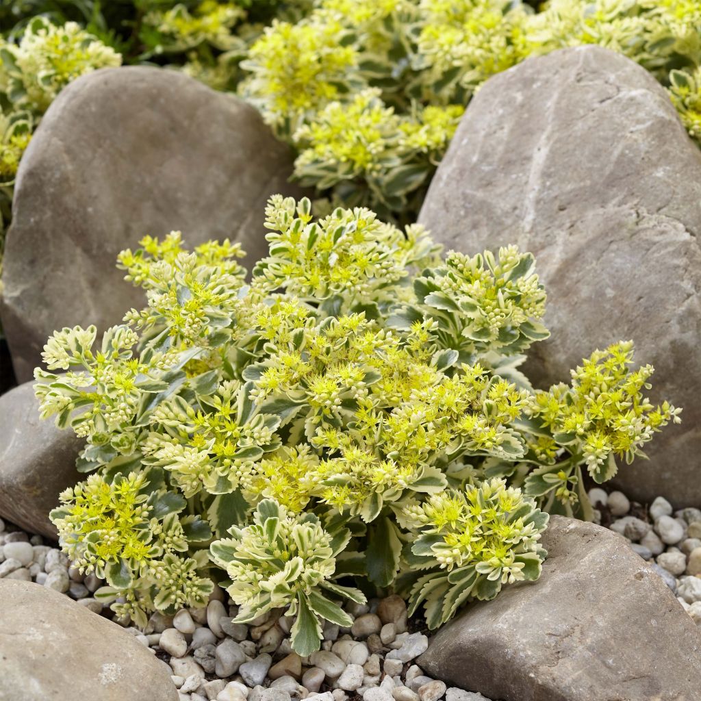 Sedum takesimense Atlantis