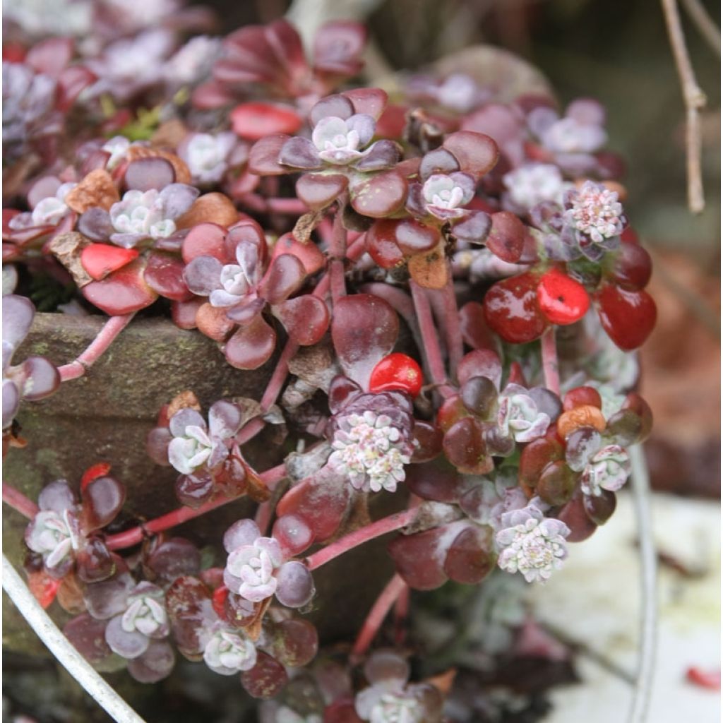 Sedum spathulifolium Purpureum