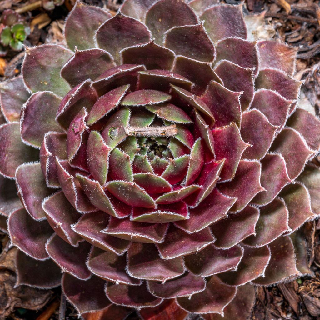 Sempervivum (BigSam series) Ruby Star - Semprevivo