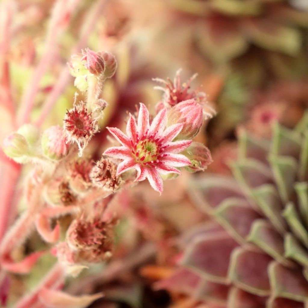 Sempervivum (BigSam series) Ruby Star - Semprevivo