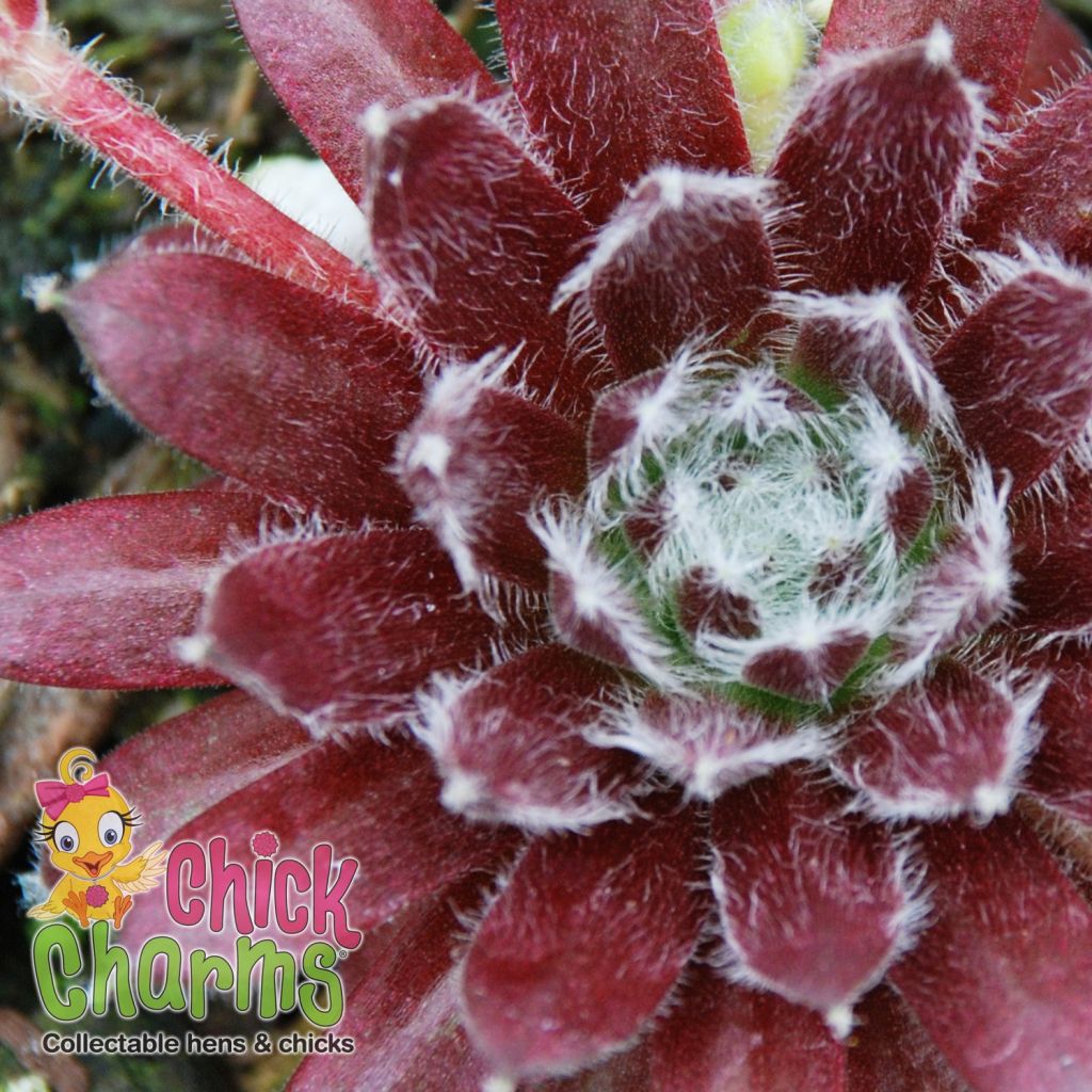 Sempervivum Chick Charms CoslicCandy - Semprevivo