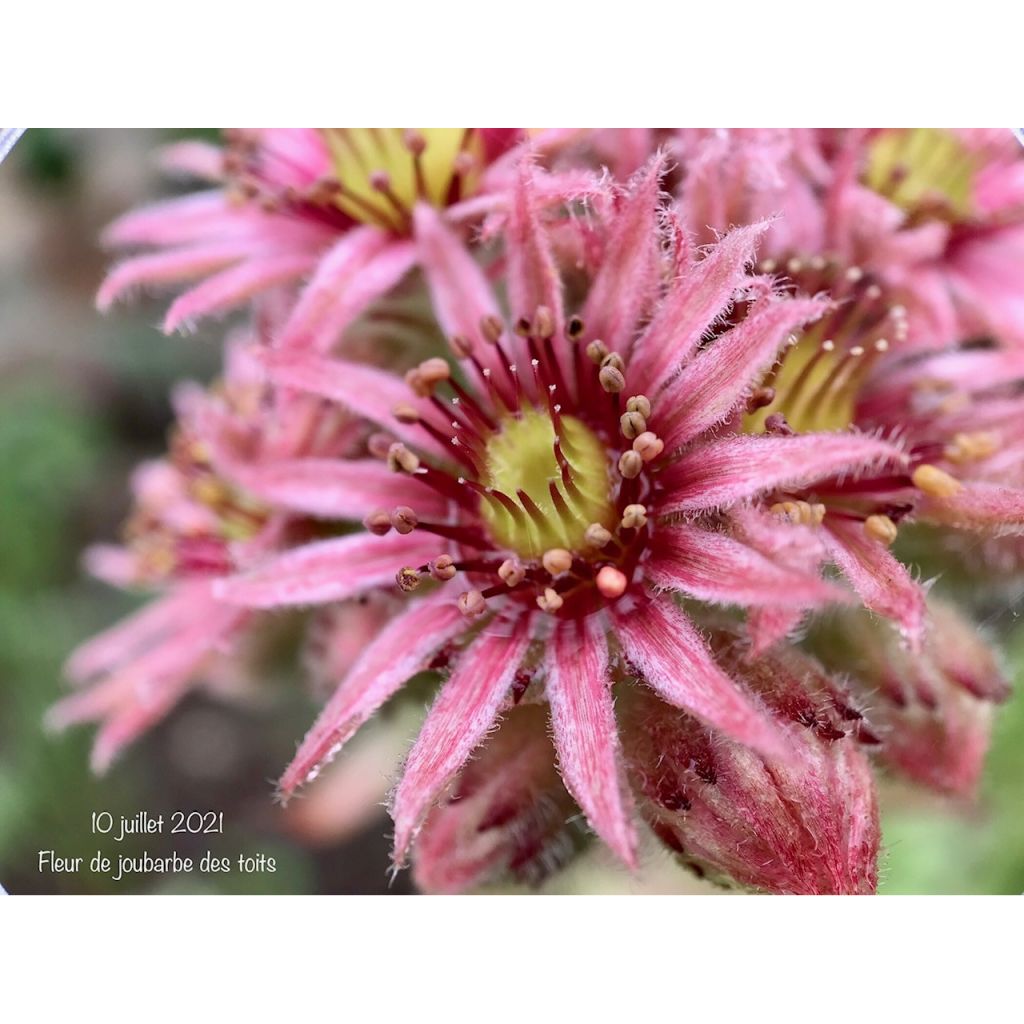 Sempervivum tectorum - Semprevivo maggiore