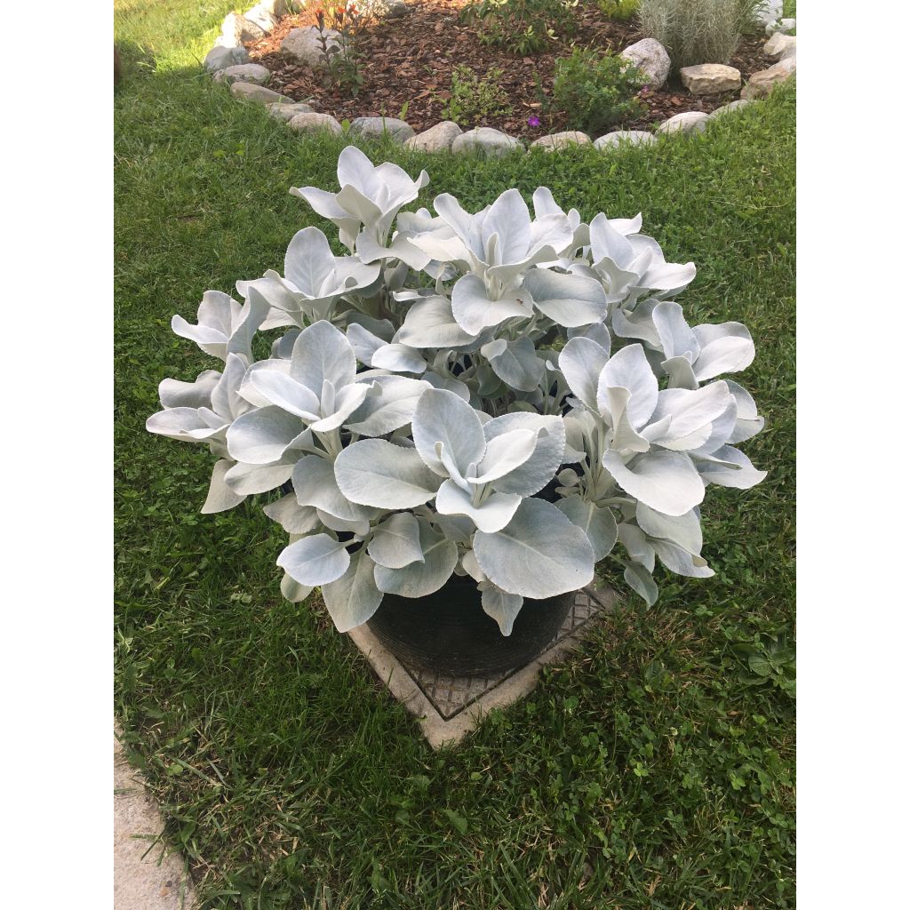 Senecio cineraria var. candicans Angel Wings