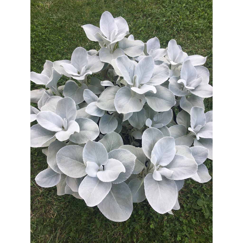 Senecio cineraria var. candicans Angel Wings