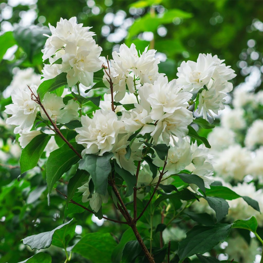 Seringat Minnesota Snowflake - Philadelphus virginalis