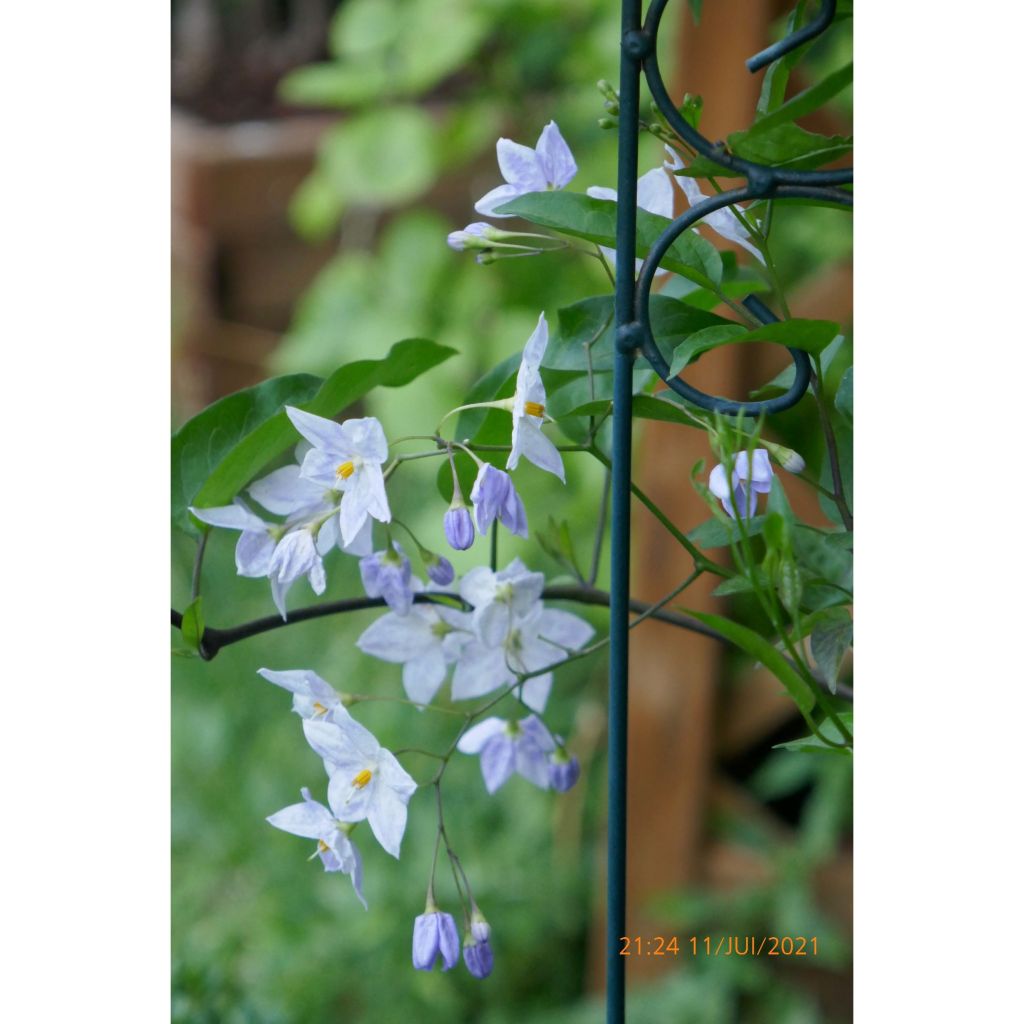 Solanum jasminoides Blue