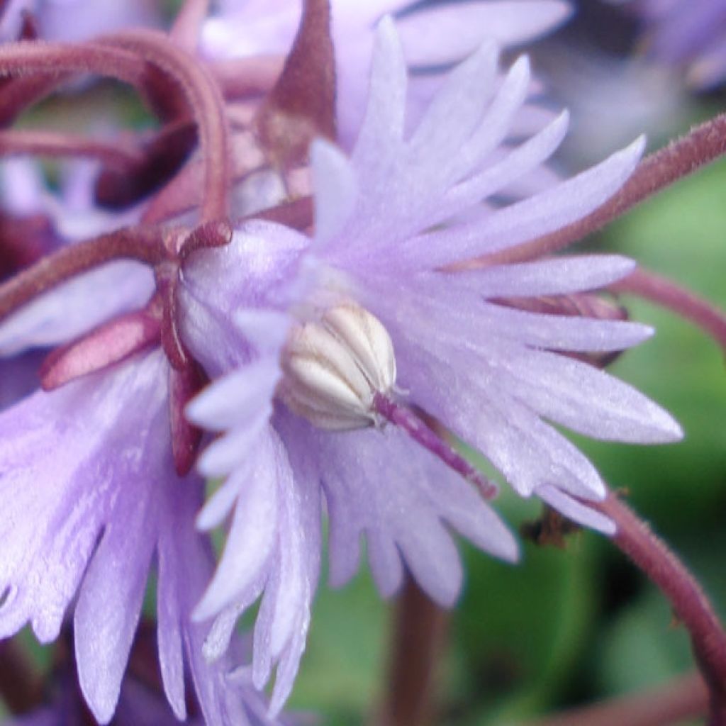 Soldanella Montana