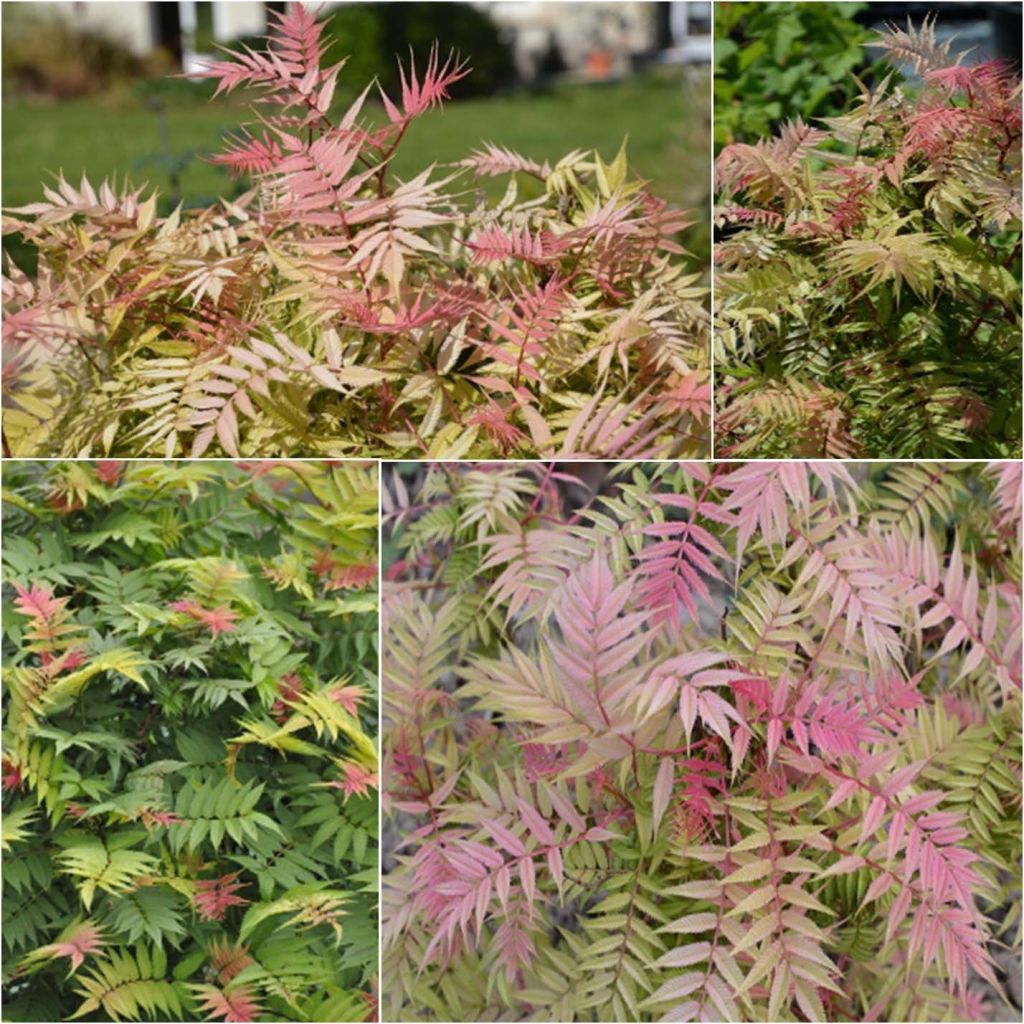 Sorbaria sorbifolia Pink Hopi