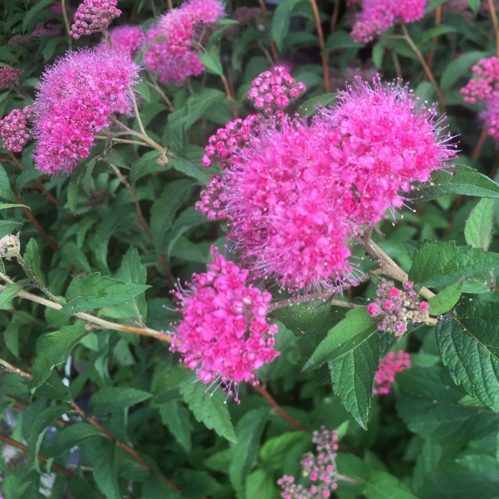 Spirea bumalda Superstar