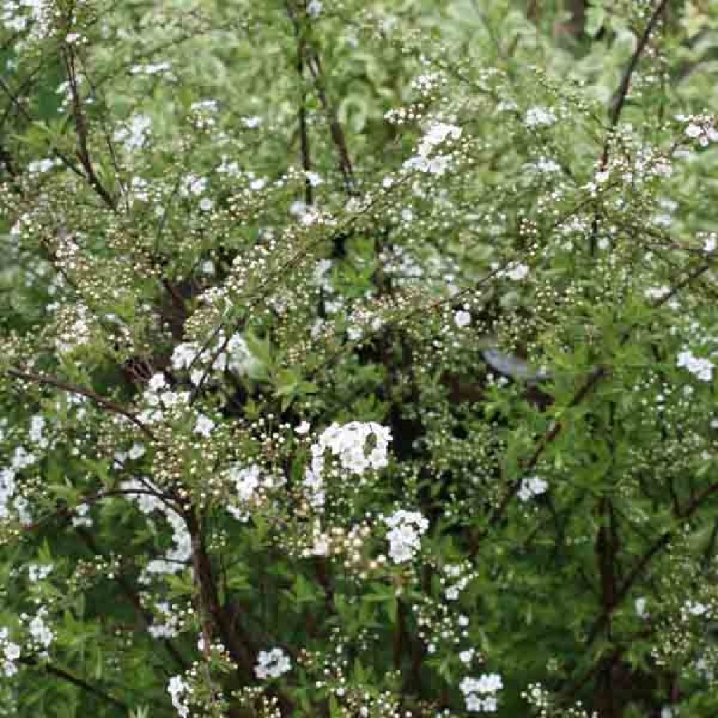 Spirea cinerea Graciosa