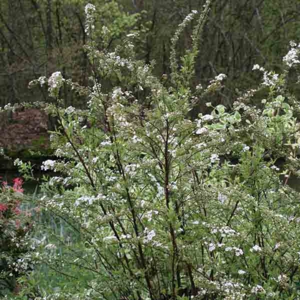 Spirea cinerea Graciosa