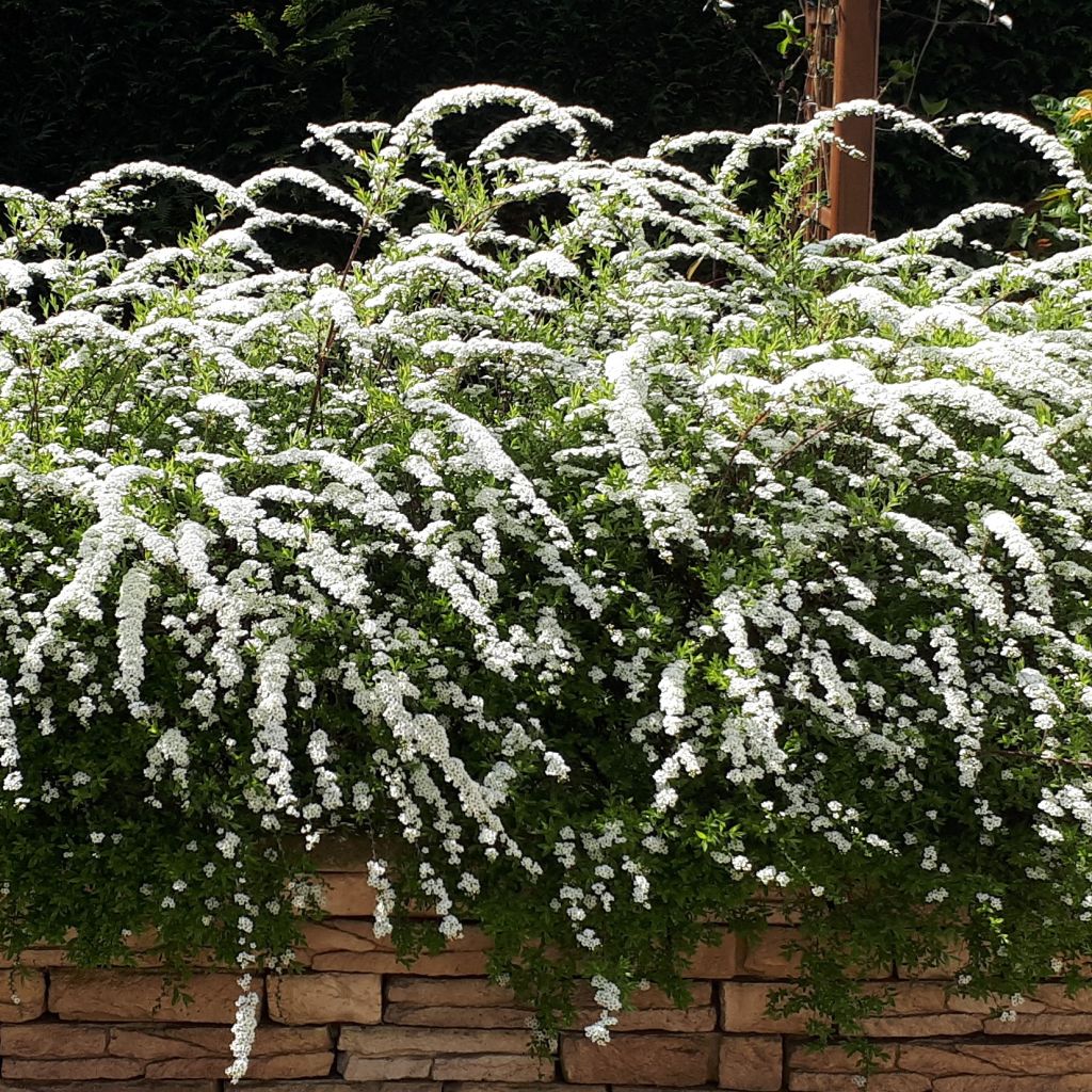 Spirea cinerea Grefsheim