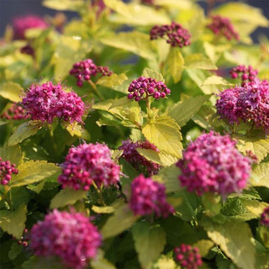 Spirea japonica Double Play Gold - Spirea del Giappone