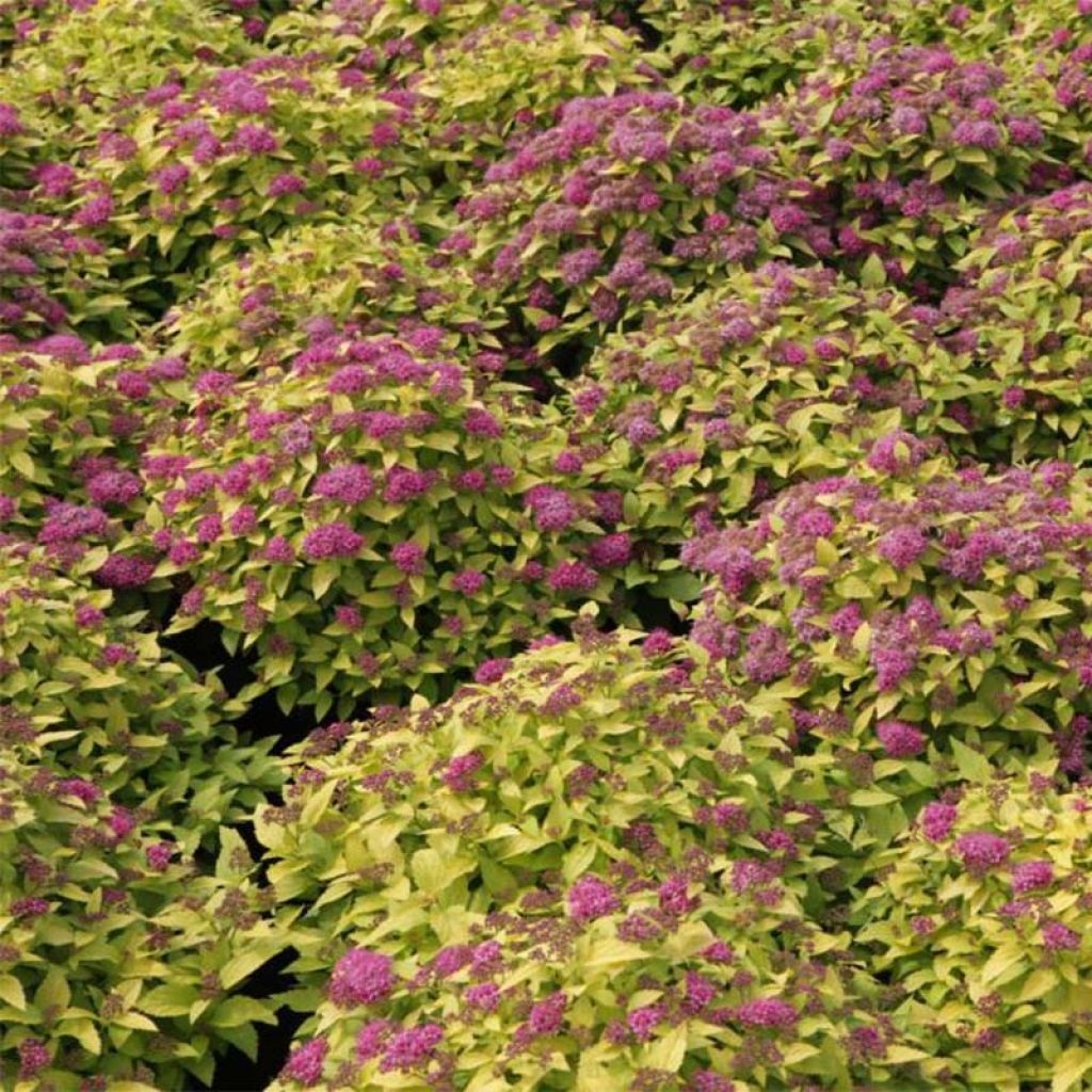 Spirea japonica Double Play Gold - Spirea del Giappone