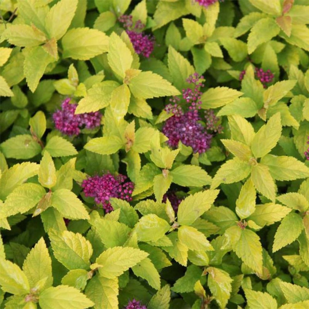 Spirea japonica Double Play Gold - Spirea del Giappone