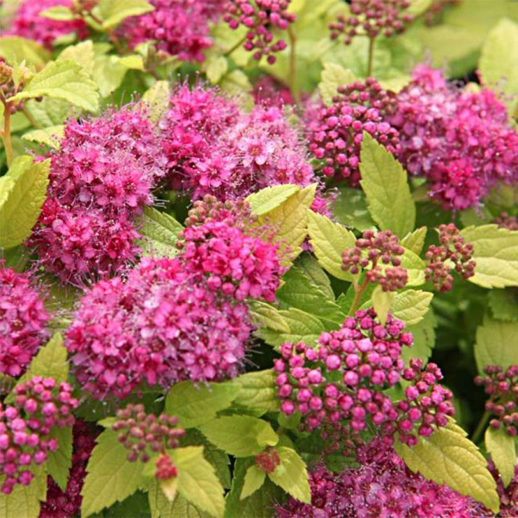 Spirea japonica Double Play Gold - Spirea del Giappone