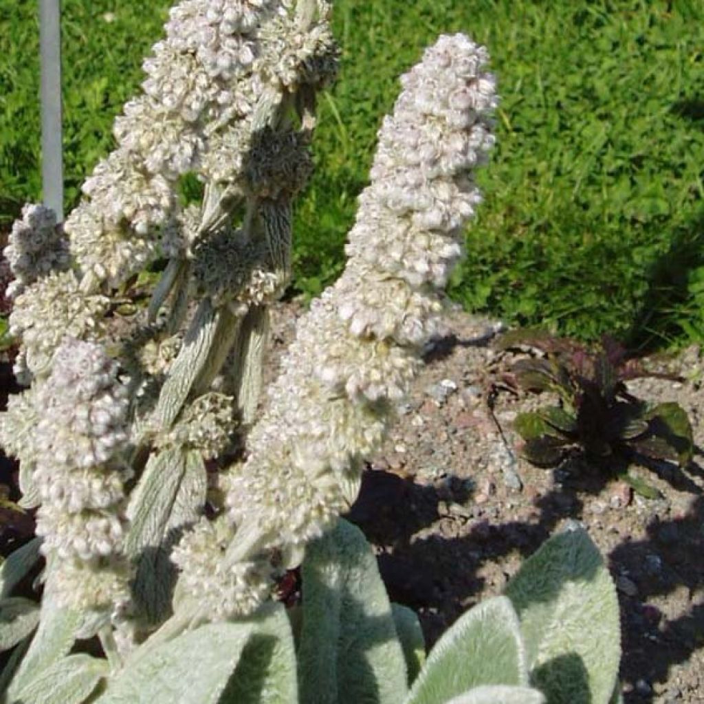 Stachys byzantina Big Ears - Stregona candida