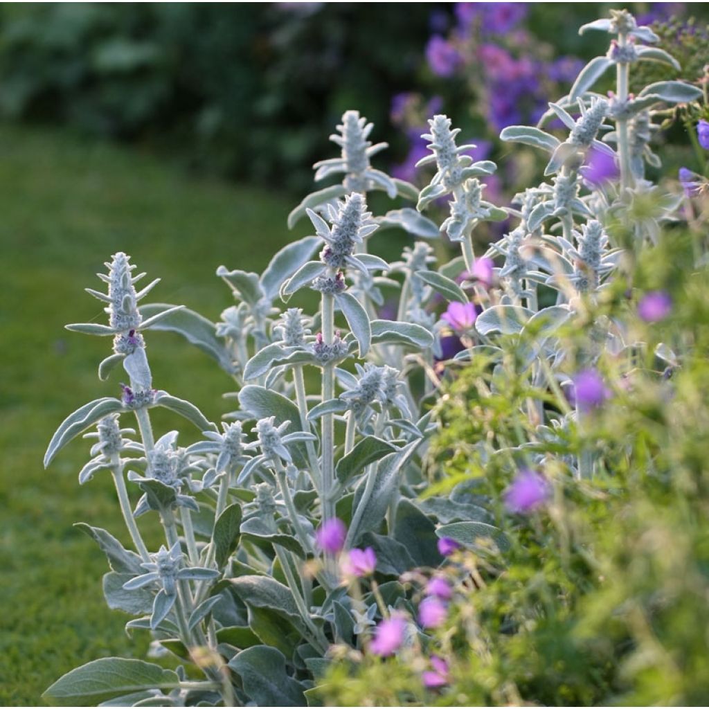 Stachys byzantina - Stregona candida