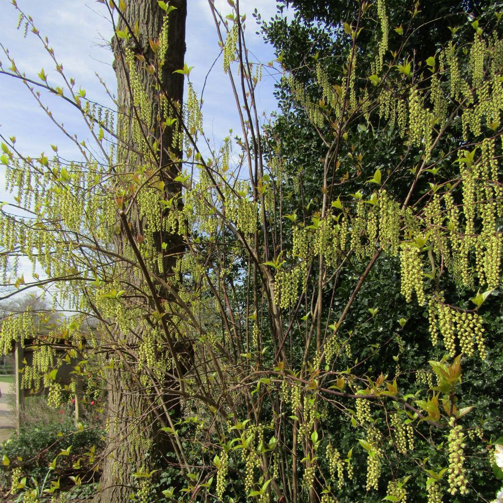 Stachyurus chinensis Celina