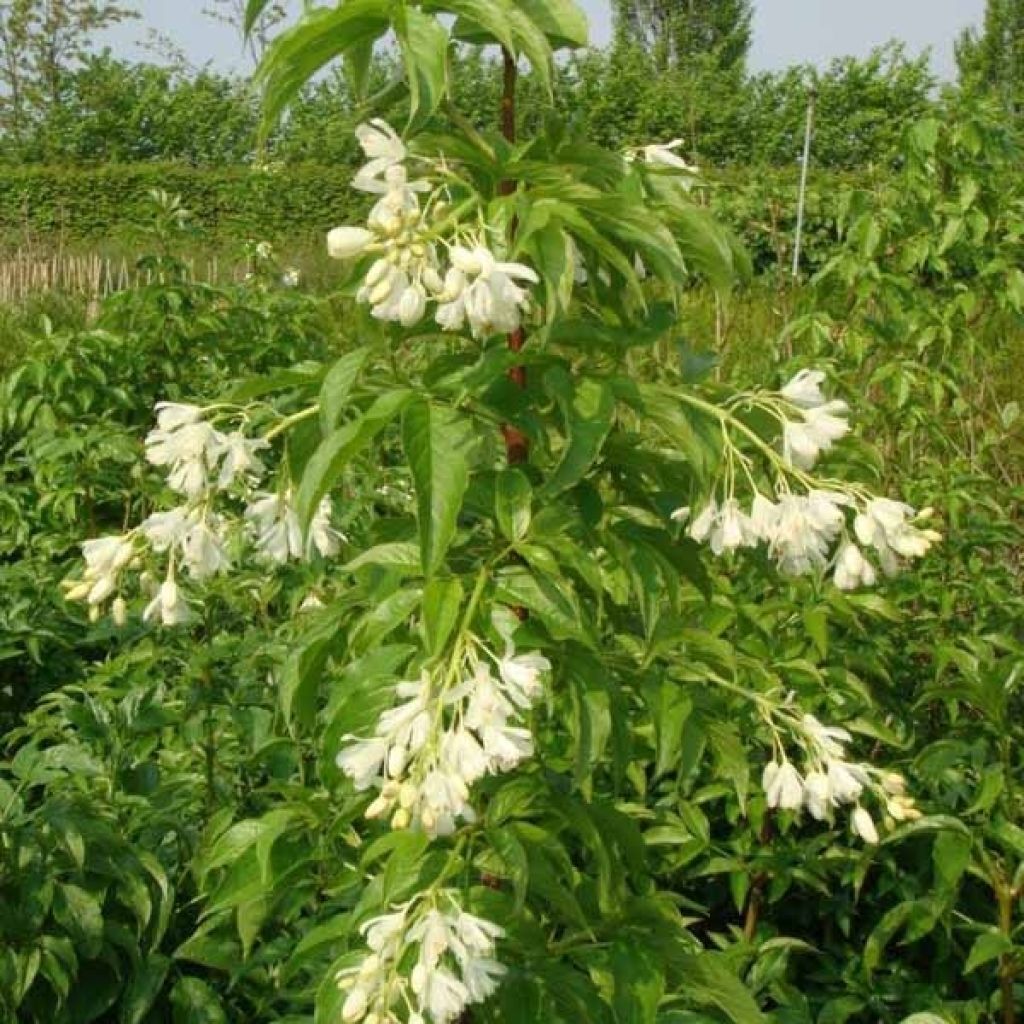 Staphylea colchica - Faux pistachier