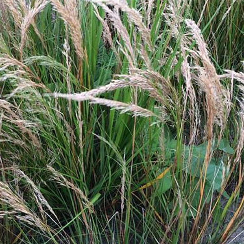 Stipa calamagrostis - Cannella argentea