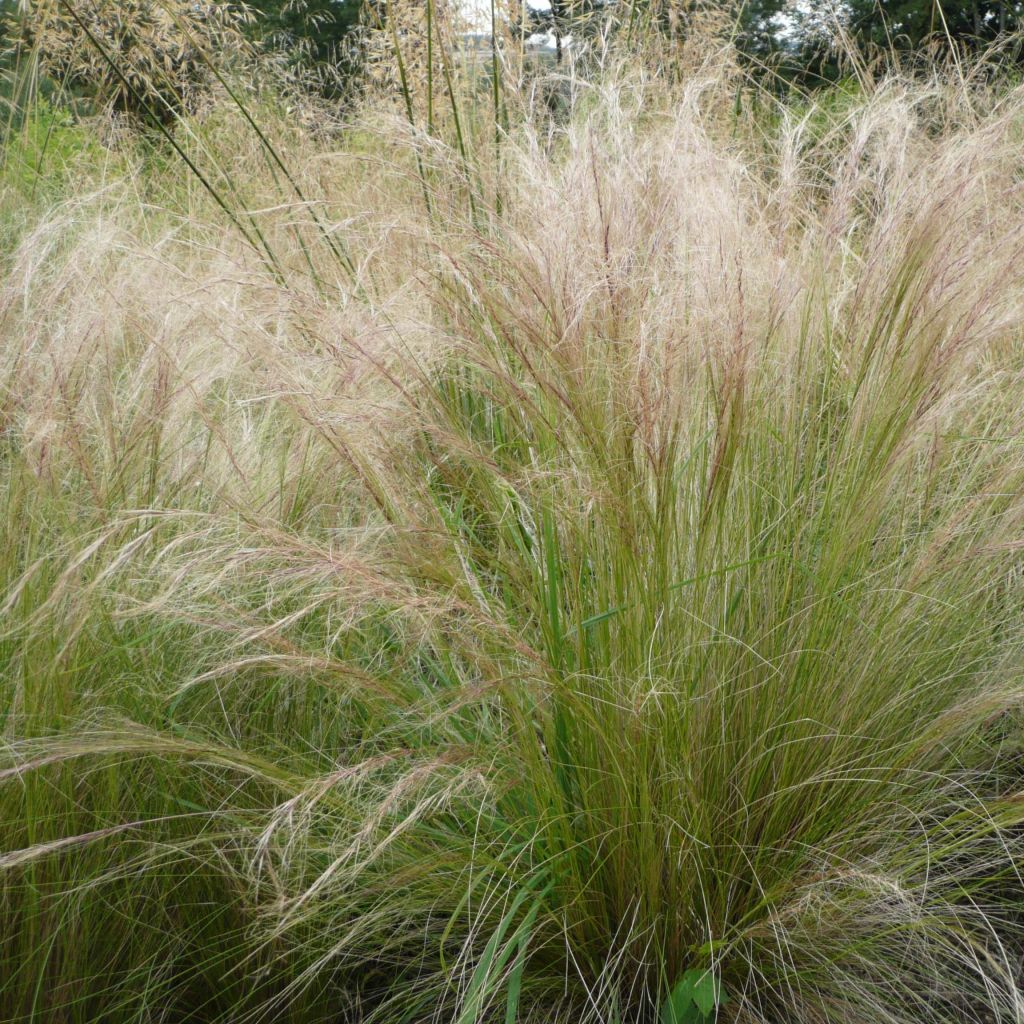 Stipa tenuifolia - Erba ago del Texas