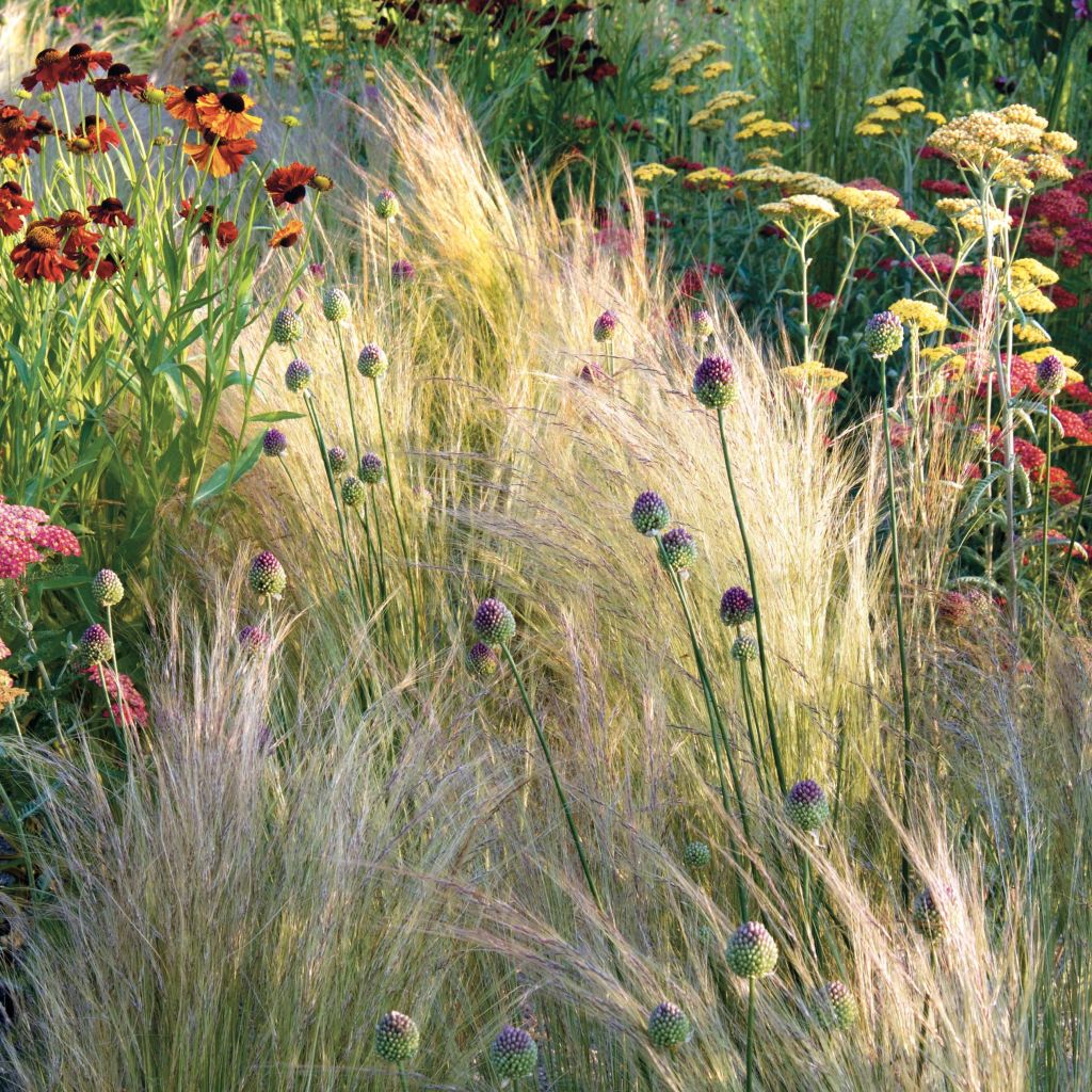 Stipa tenuifolia - Erba ago del Texas