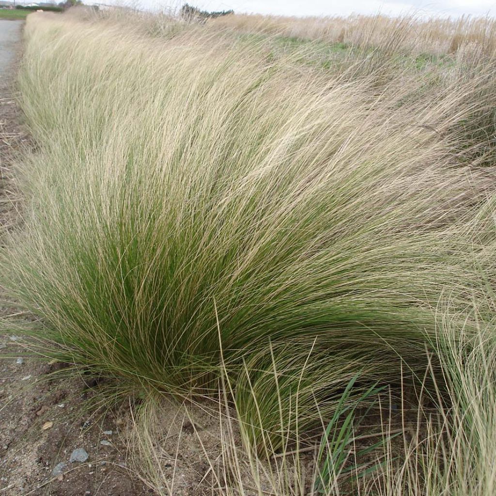 Stipa tenuifolia - Erba ago del Texas