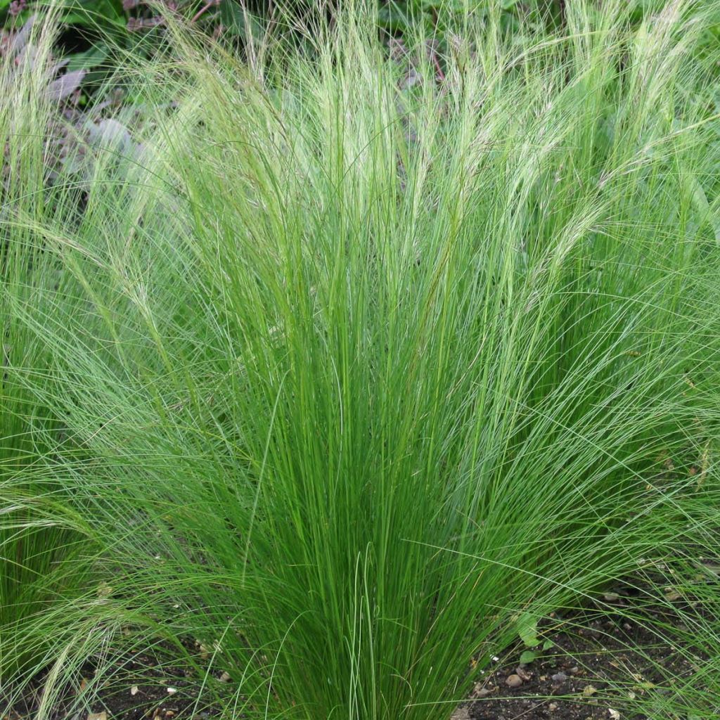 Stipa tenuifolia - Erba ago del Texas