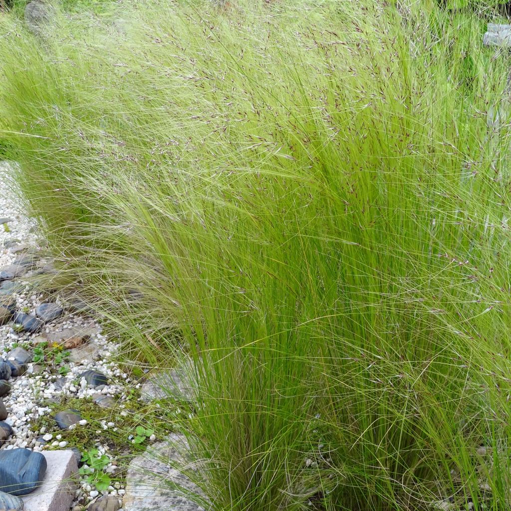 Stipa tenuifolia - Erba ago del Texas