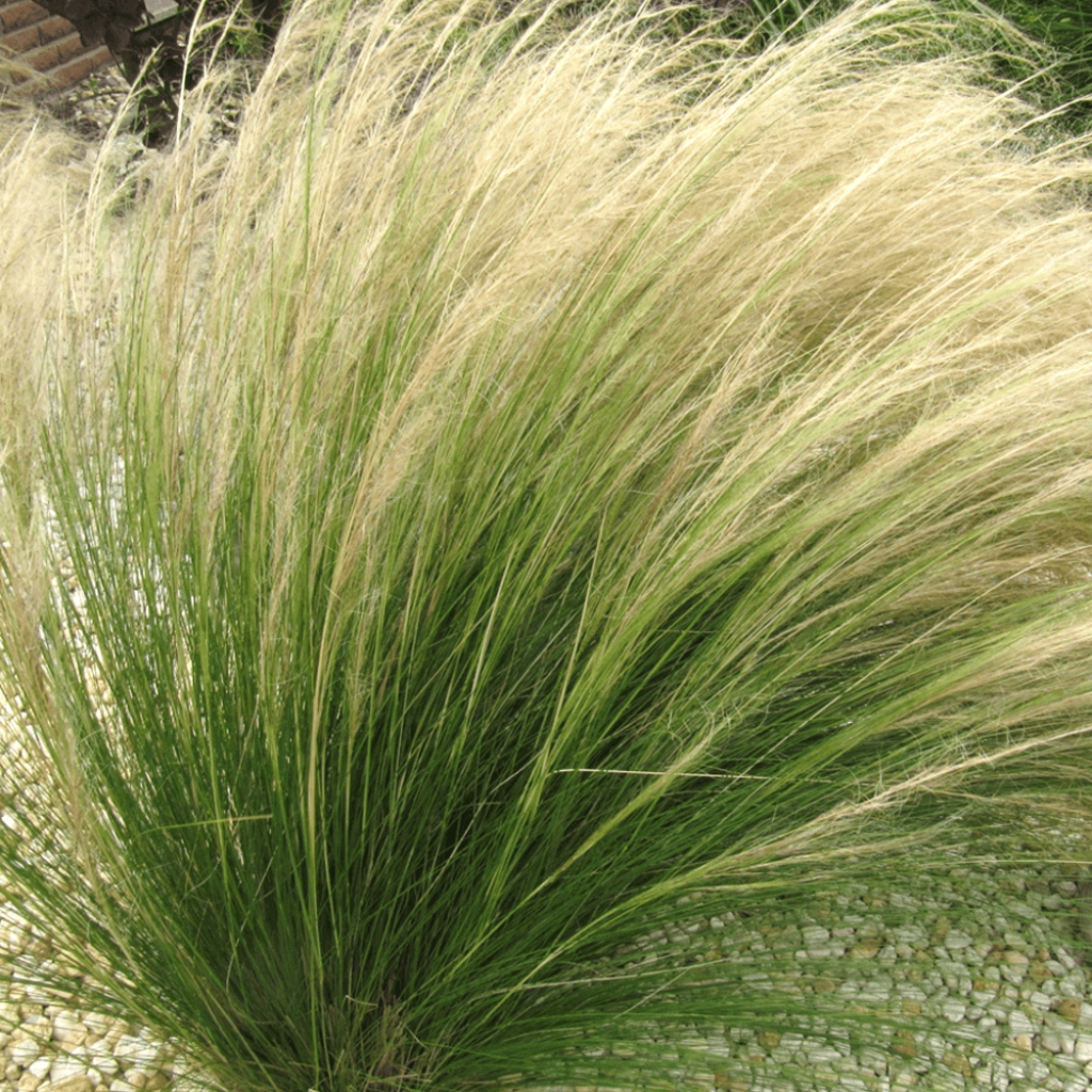 Stipa tenuissima Angel Hair - Erba ago del Texas