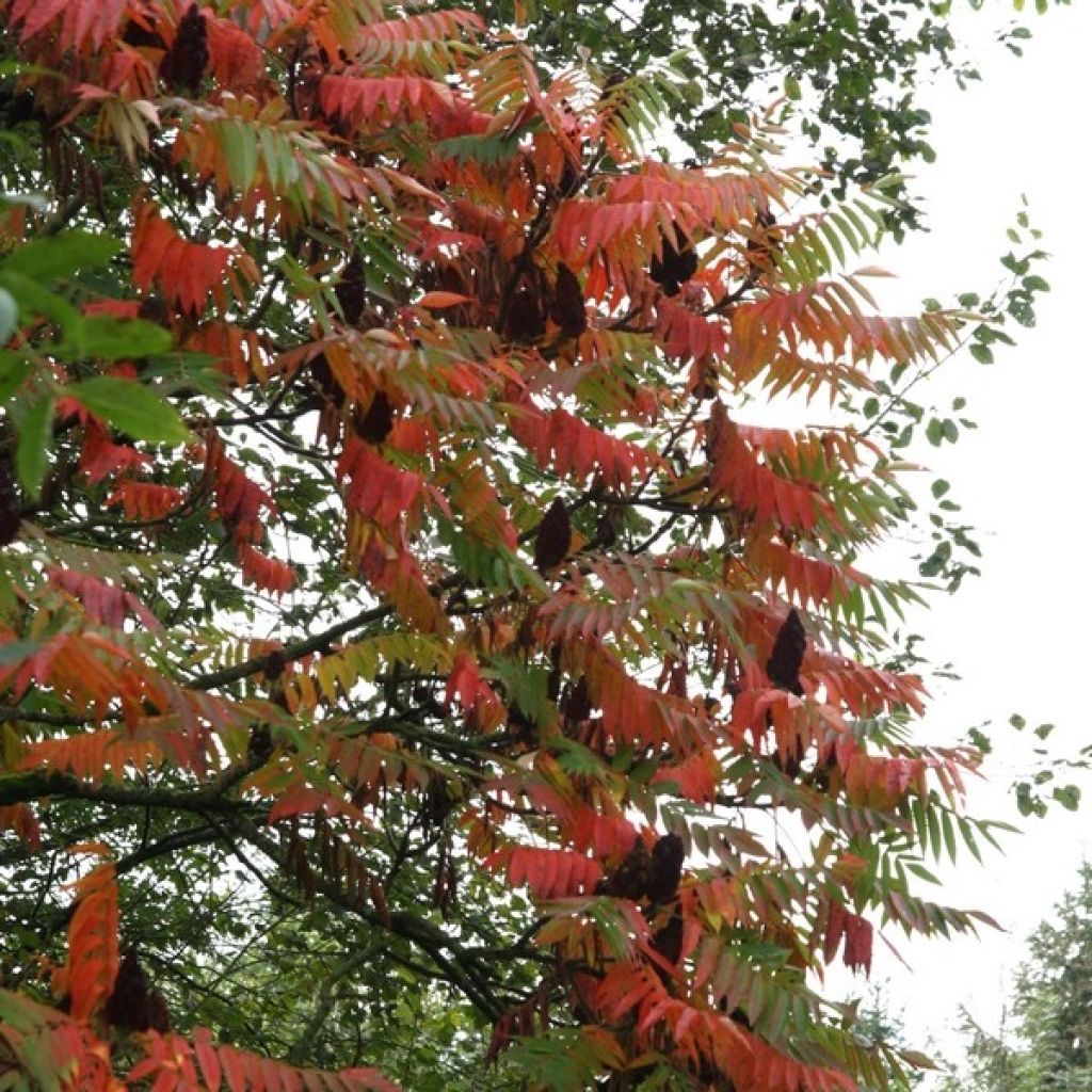 Rhus typhina - Sommaco maggiore