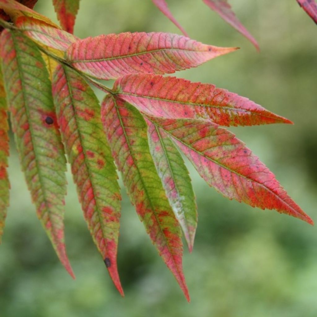 Rhus typhina - Sommaco maggiore