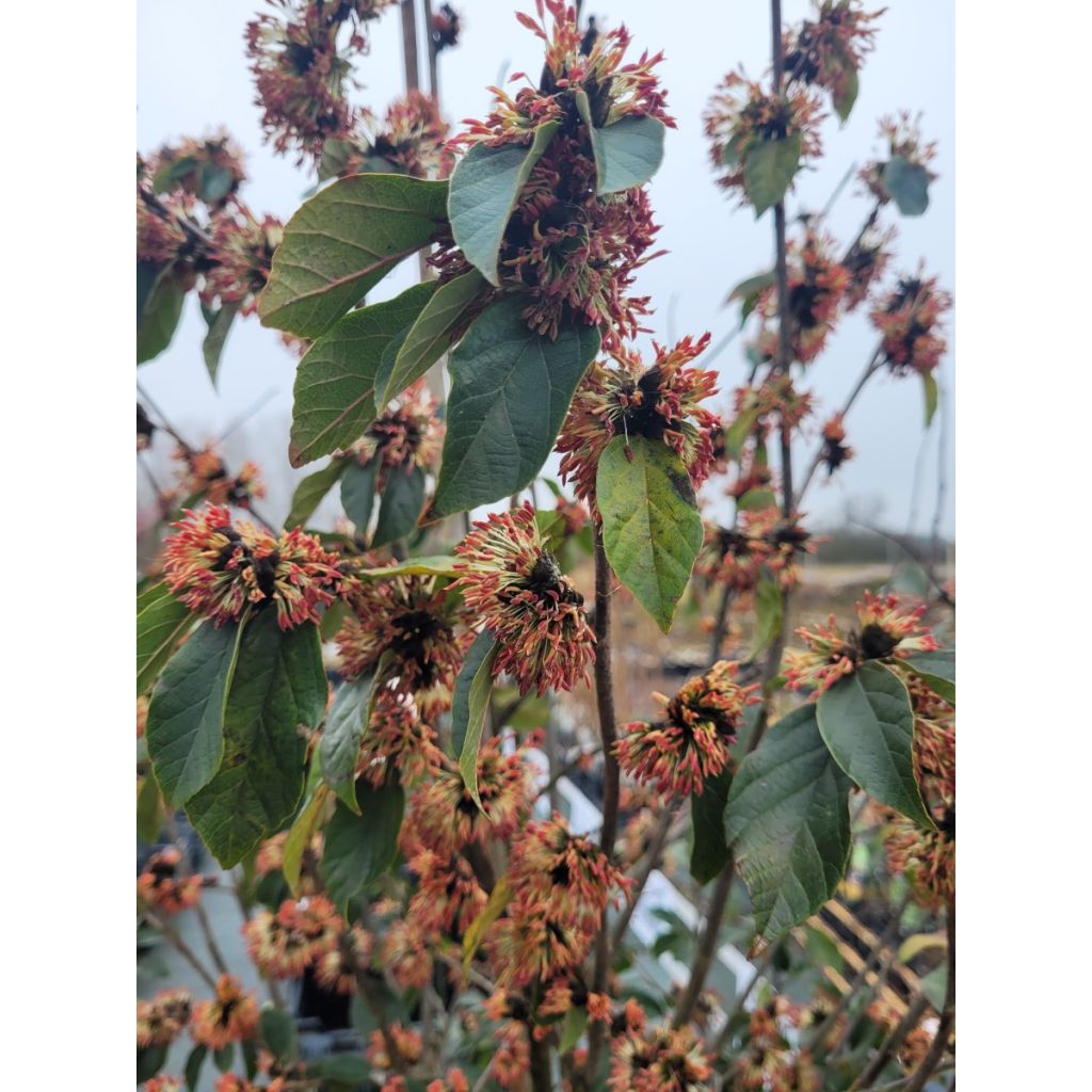 Sycoparrotia semidecidua Autunno Rosso