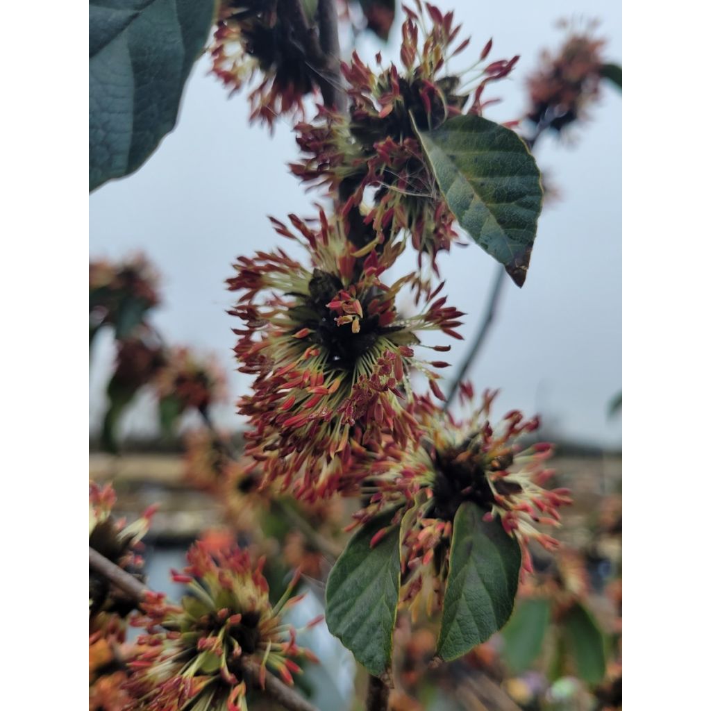 Sycoparrotia semidecidua Autunno Rosso