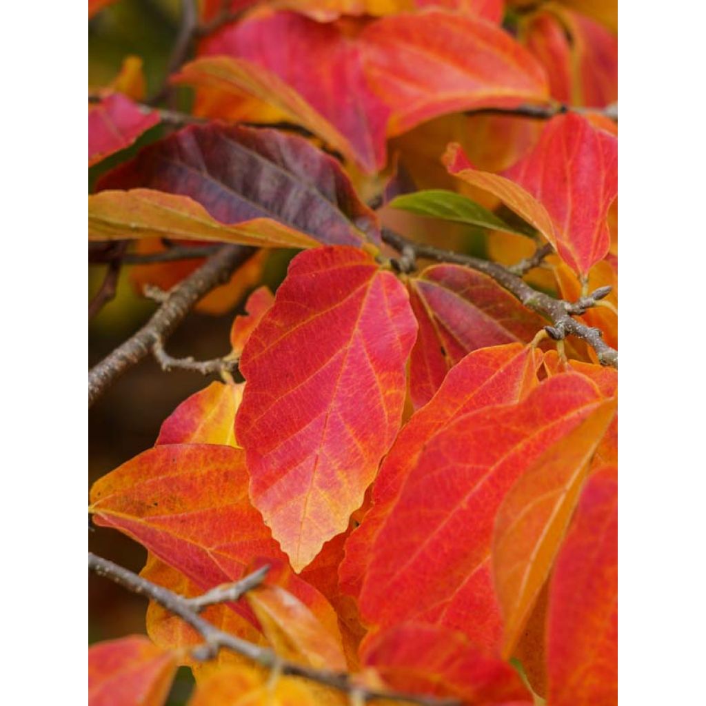 Sycoparrotia semidecidua Purple Haze