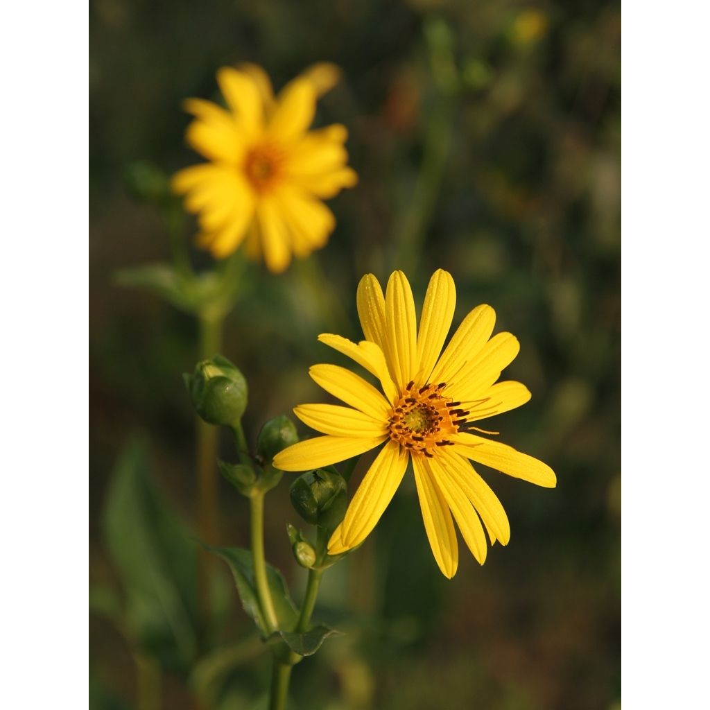 Silphium laciniatum