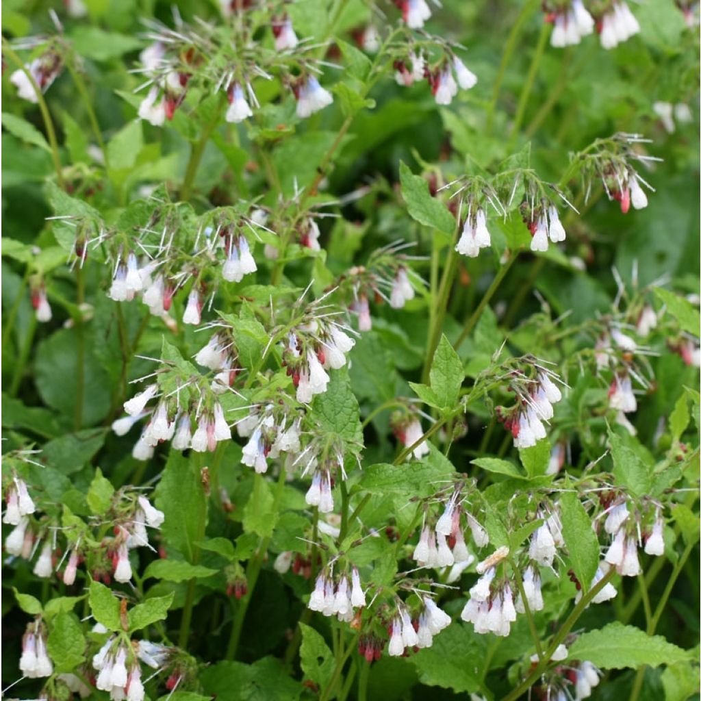 Symphytum grandiflorum Hidcote Pink - Consolida a grandi fiori