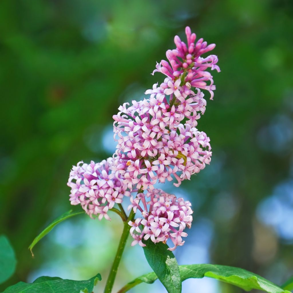 Syringa josikae - Lillà