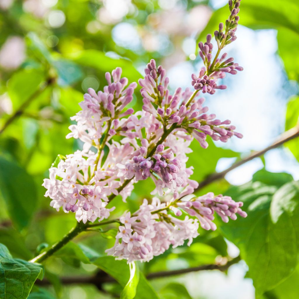 Syringa josikae - Lillà