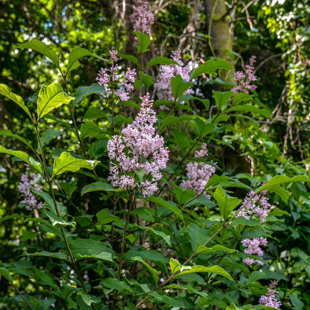 Syringa josikae - Lillà