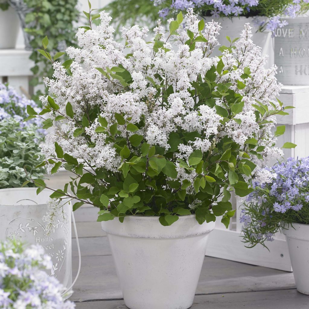 Syringa meyeri Flowerfesta White - Lillà nano