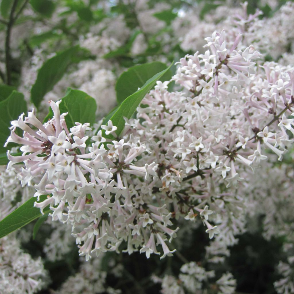 Syringa patula Miss Kim - Lillà