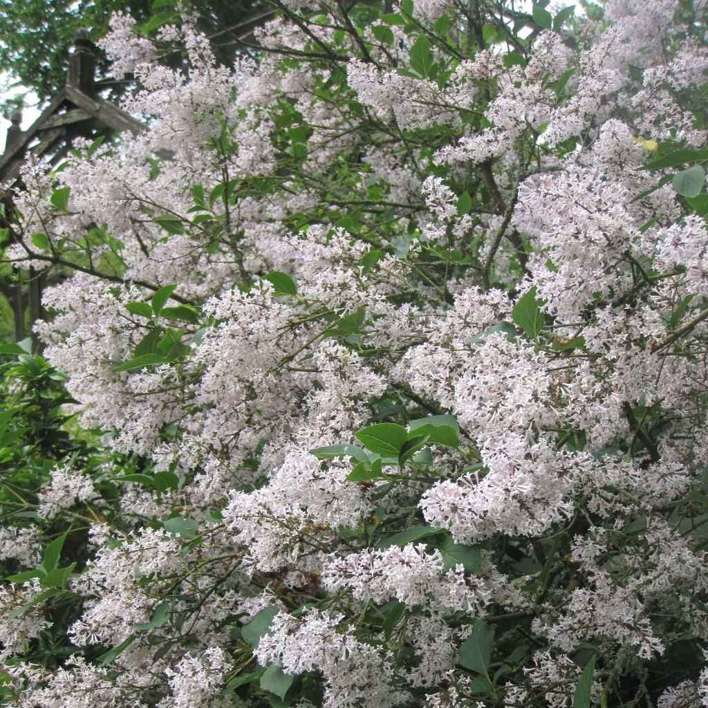 Syringa patula Miss Kim - Lillà