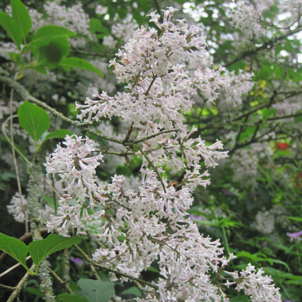 Syringa patula Miss Kim - Lillà